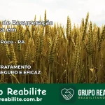 Clínica de Recuperação Católica em Capitão Poço | Internação 24h