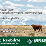 Tratamento para Dependentes Químicos Feminino em Boa Vista do Gurupi – MA