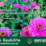 Tratamento para Dependentes Químicos Feminino em Passo de Camaragibe – AL