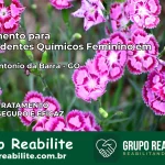 Tratamento para Dependentes Químicos Feminino em Santo Antônio da Barra – GO